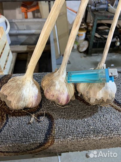 Сортовой чеснок