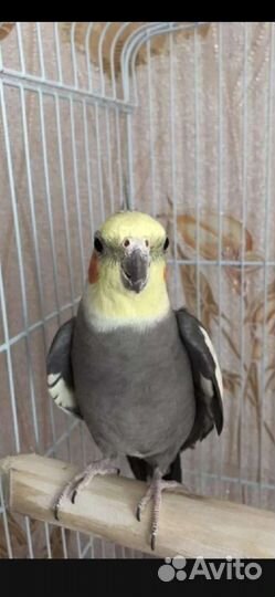 Попугай корелла самец