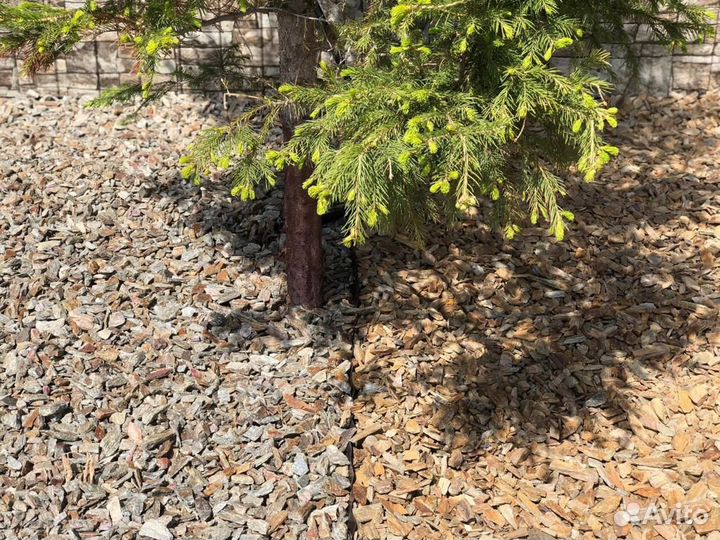 Кора мульча лиственницы и сосны