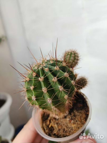 Кактусы эхинопсис, маммилярии