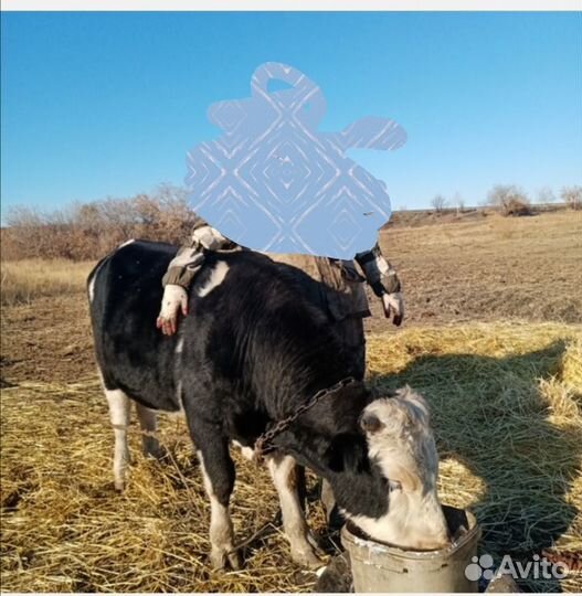 Кабаны на племя