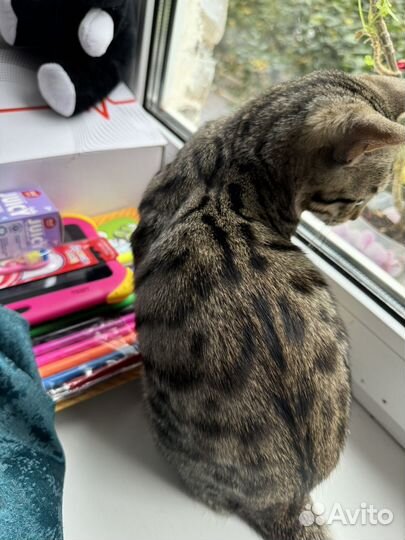 Бенгальский котик