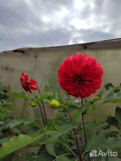 Георгины клубни Красный бархат