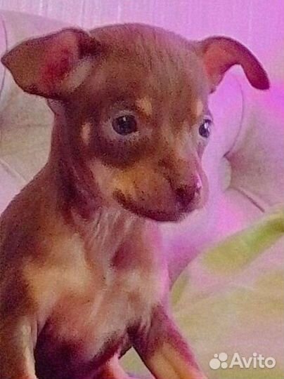 Той-терьер щенки