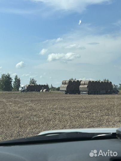 Гороховая солома