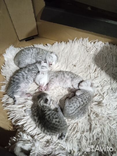 Шотландские котята