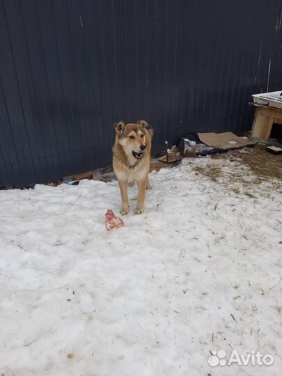 Щенки бесплатно