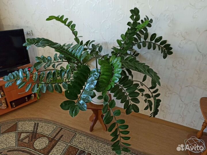 Замиокулькас (долларовое дерево)