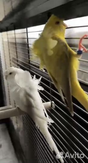 Птенцы волнистый попугай хагоморо