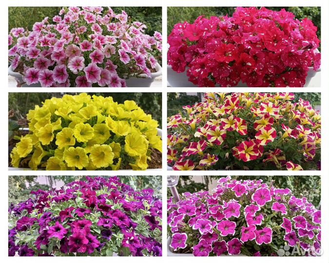 Элитная Рассада Петунии Гиганская Ампельная 2024