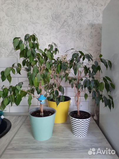 Фикус бенджамина (3 шт.)