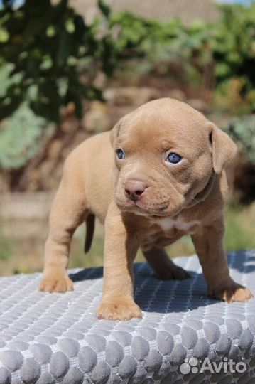 Американский Булли