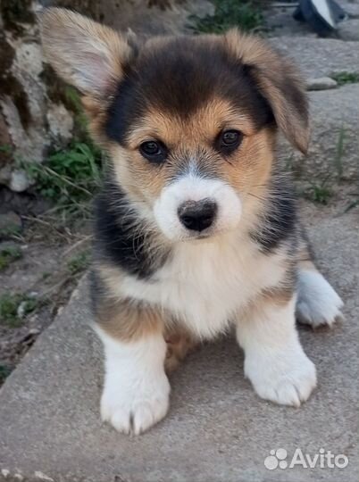 Щенки корги