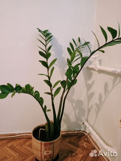 Замиокулькас