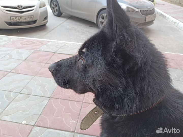 Волкособ