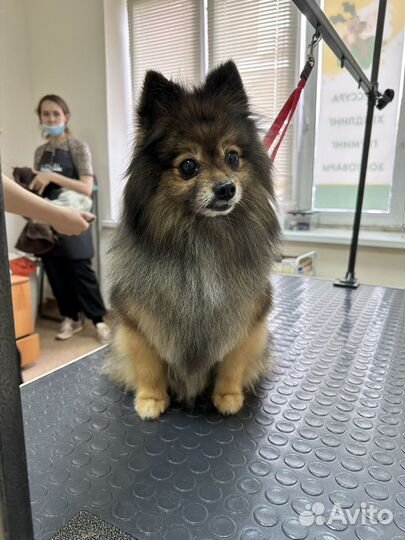 Груминг кошек и собак