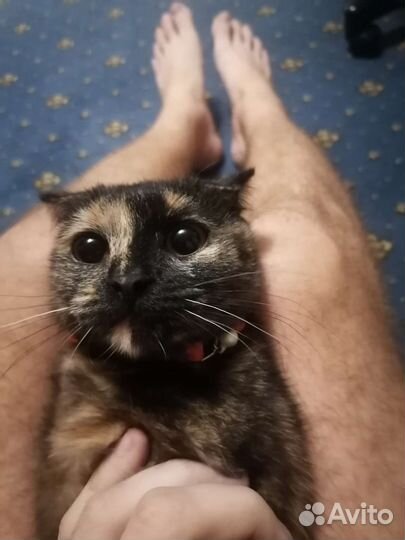 Кошка в дар бесплатно