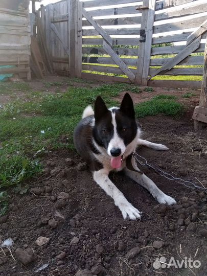 Русско европейская лайка