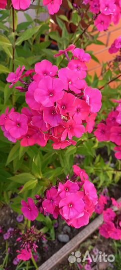 Цветы для сада