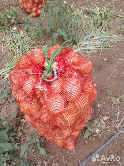 Лук репчатый оптом