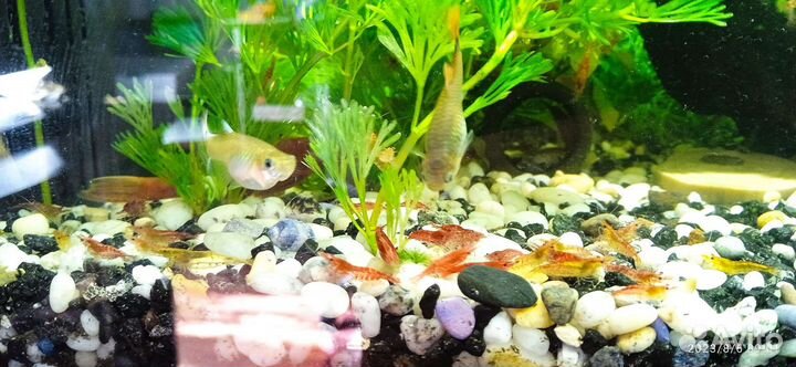 Аквариумные креветки, мальки гуппи