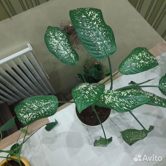 Диффенбахия пятнистая