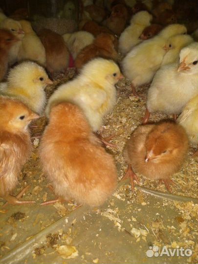 Доминант 107