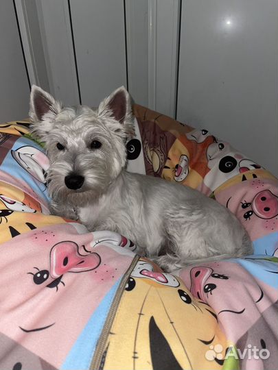 Вест хайленд уайт терьер