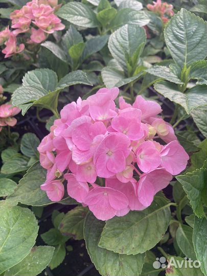 Гортензия комнатная