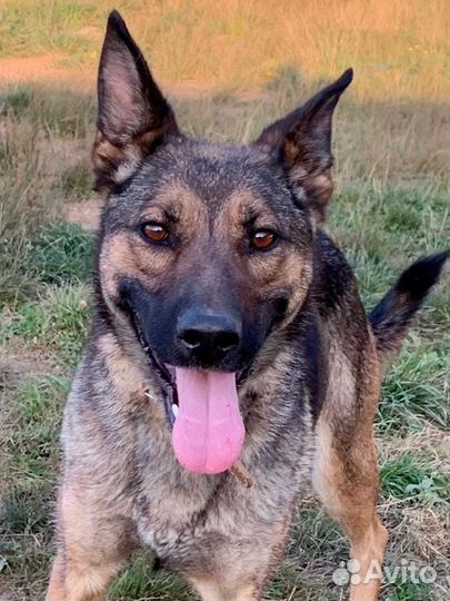 Красавица Лесси ищет дом