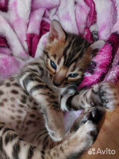 Бенгальский котенок 1 мальчик 1 девочка
