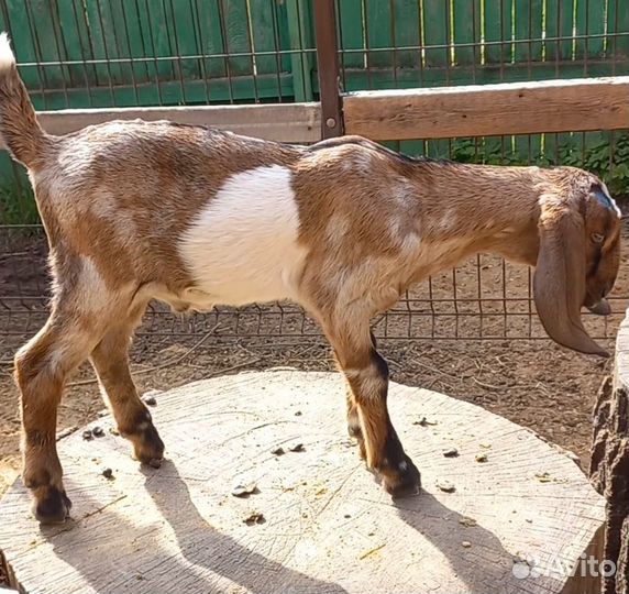 Англо нубийские козлики, козочка(и) 100%