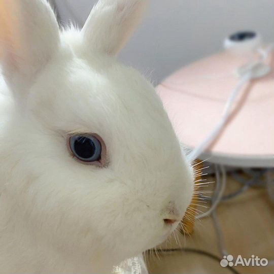 Вязка кролика гермелин