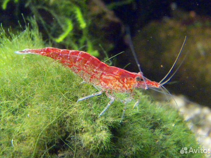 Рыбки, Креветки и Улитки