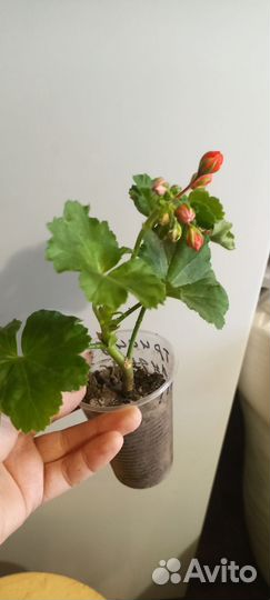 Пеларгония герань тюльпановидная