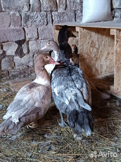 Мускусные утки (индоутки)