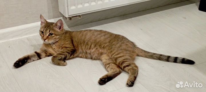 Кошка, рыжая