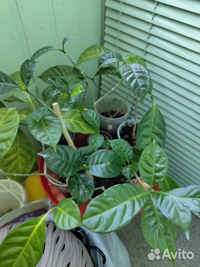 Черенки табернемонтаны