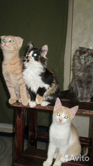 Котята отдам даром