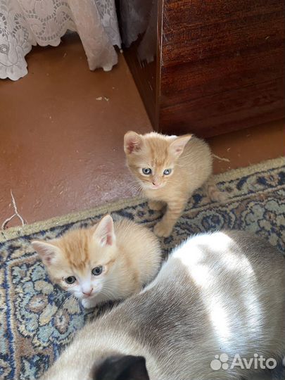 Кошки бесплатно