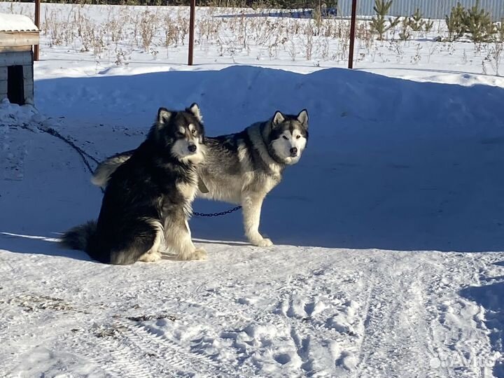 Собаки в добрые руки