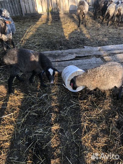 Овцы ярки романовские