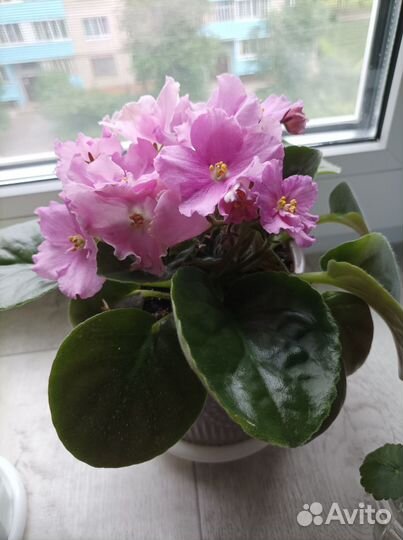 Сортовые фиалки цветущие