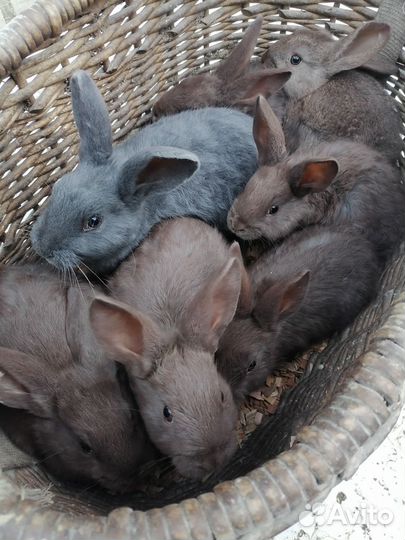 Кролики мясных пород