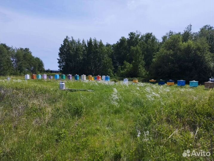 Натуральный Мëд с личной пасеки