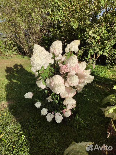 Гортензия метельчатая