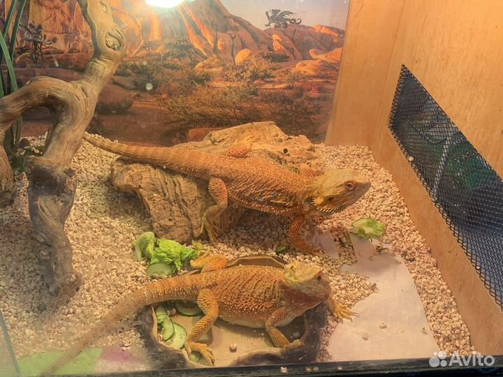 Бородатая агамы