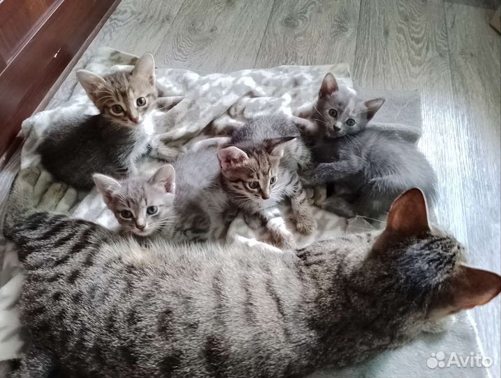 Котята в добрые руки