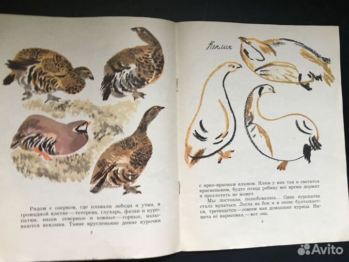 Цапля, Чарушин, 1976