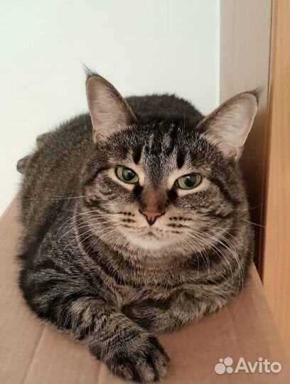 Кошечка Рыся ищет свою хозяйку